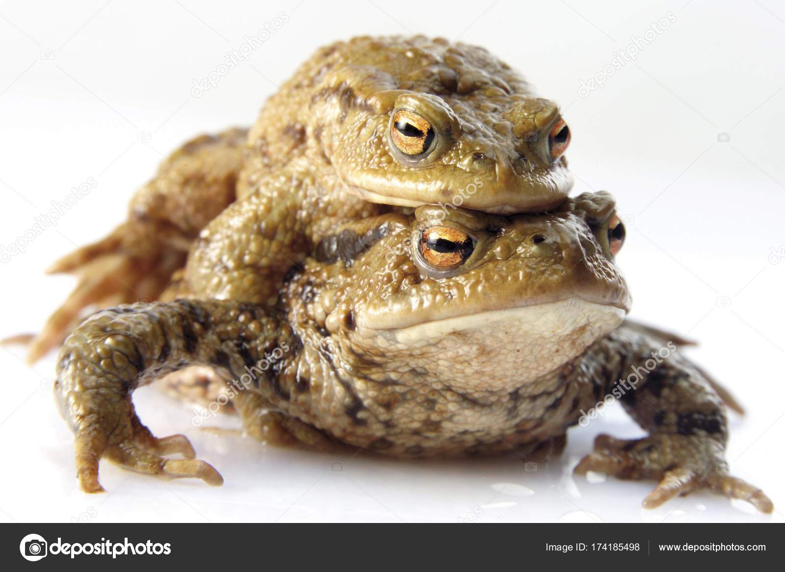 dell toad for oracle